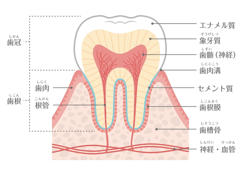 歯が黄ばむ原因